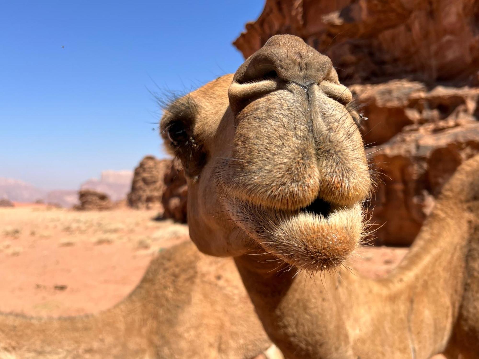 Salameh'S Bedouin Camp Hotel Wadi Rum Buitenkant foto